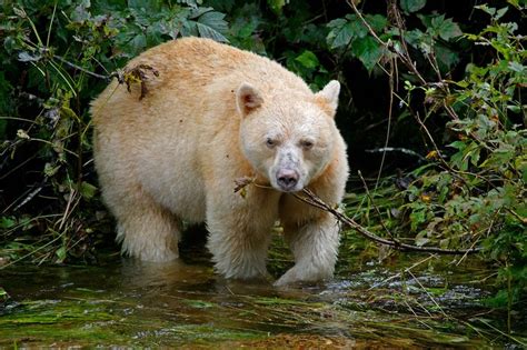 Spirit Bear Or Kermode Bear Kermode Bear Spirit Bear Bear