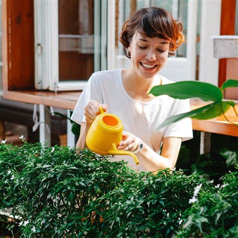 C Mo Regar Las Plantas Correctamente