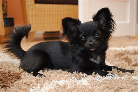 Long Hair Black And White Chihuahua Pets Lovers