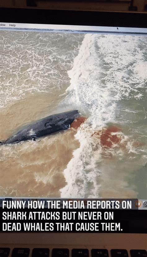 Dead Fifty Foot Forty Four Ton Sperm Whale Sparks Shark Feeding Frenzy On Australian Beach