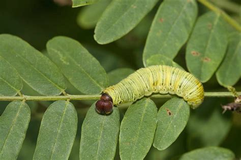 The 5 Forms Of Insect Larvae