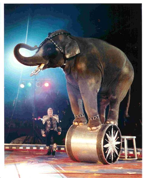 The Elephant Show Elephants In Circuses And Sanctuary And The International March For Elephants