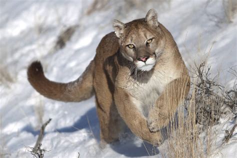Cougar Facts Animal Facts Encyclopedia