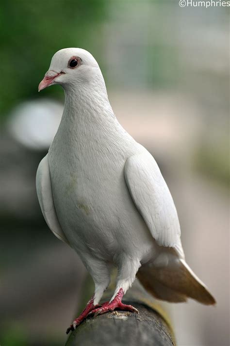 Shepreth Wildlife Park White Dove Pet Birds Beautiful Birds Dove