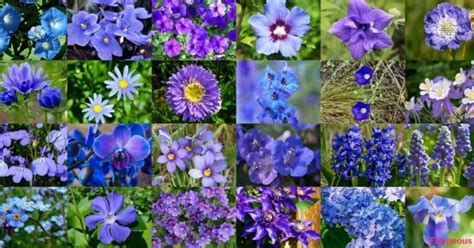 Top 55 Types Of Blue Flowers With Names And Pictures