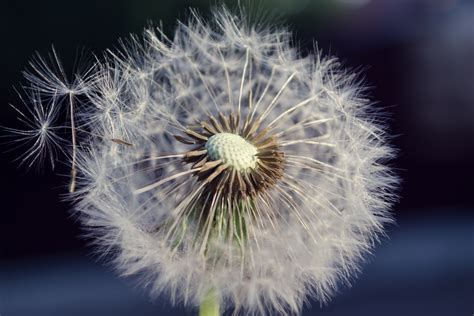 Nature Dandelion 4k Ultra Hd Wallpaper