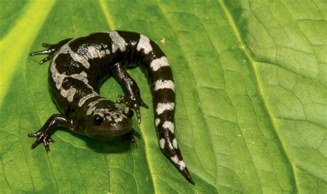 Found this fantastic spotted salamander under a rock yesterday. Marbled Salamander