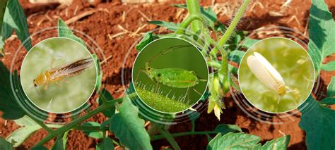 Importância Do Monitoramento De Pragas E Doenças Na Cultura Do Tomate