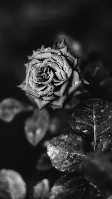 Download Beautiful Exotic Flower Black Rose Iphone Wallpaper