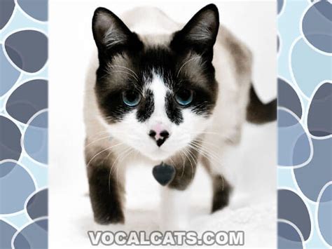Snowshoe Ragdoll Cat Complete Guide Vocal Cats