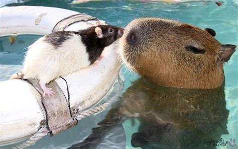 21 Adorable Photos Of Animals Hanging Out With Capybaras Unusual Animal