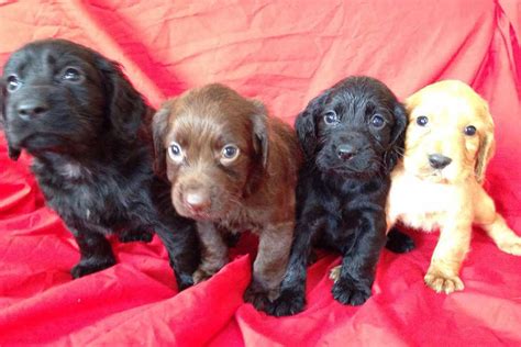 Four Cocker Spaniel Puppies Stolen In Black Country Burglary Are Returned Express And Star