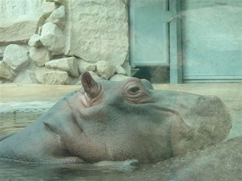 Baby Common Hippo Zoochat