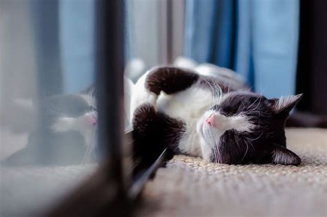 In order to find your cat, consider the possible reasons for his absence. 5 Things To Do If Your Indoor Cat Gets Lost Outside