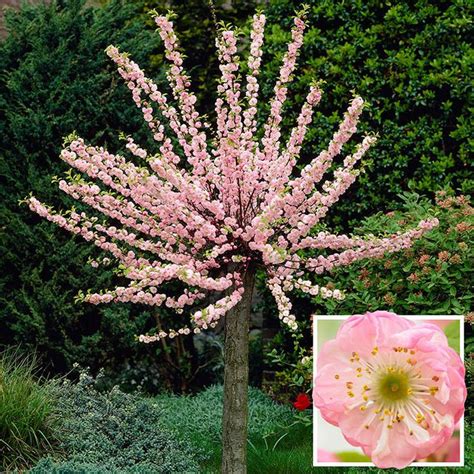 Sitting on your porch on a crisp spring morning enjoying your cup of coffee you watch as your landscape begins to come alive. Flowering Almond Ornamental Cherry Tree Prunus triloba 1 ...