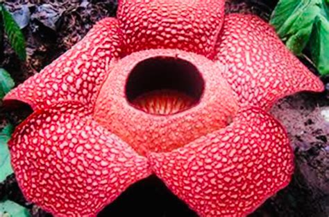 The Largest Flower In The World