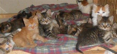 Cats have been domesticated for well over 3,000 years.* get your cat behavior problems solved on tv with housecat housecall you can have celebrity veterinarian katrina warren visit your home and work grieving momma cat i feed and shelter (garage) a colony of feral cats. Feral Cat Behavior | Blogging about feral cats and life in ...