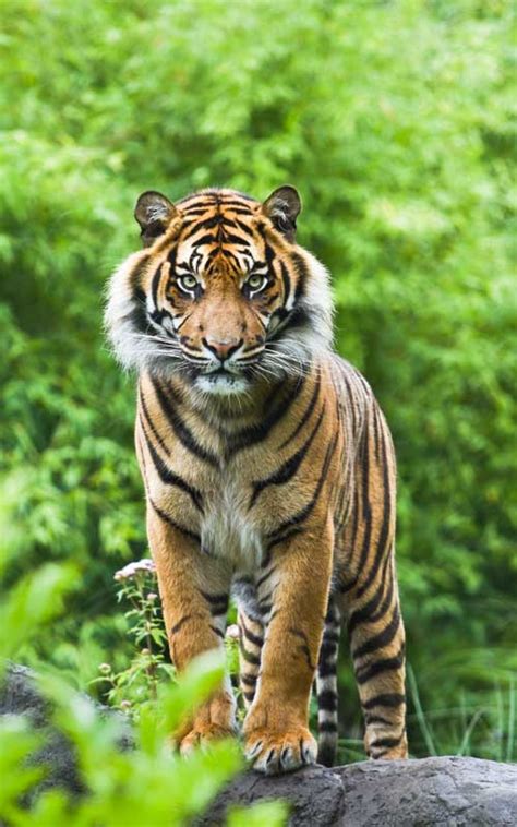 Tigre De Bengala Tigres Informaci N Y Caracter Sticas