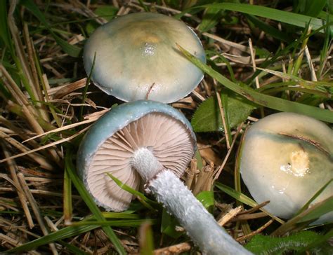 Setas Mushrooms Stropharia Aeruginosa Magda Flickr