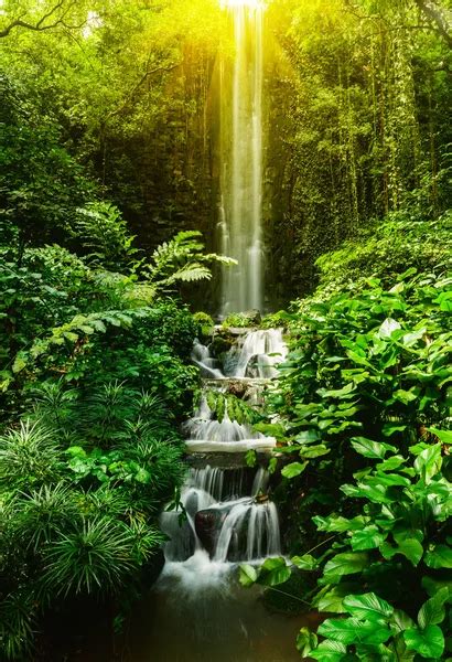 Tropical Rainforest Waterfalls Wallpaper