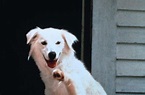 Tanz mit dem weißen Hund - Filmkritik - Film - TV SPIELFILM
