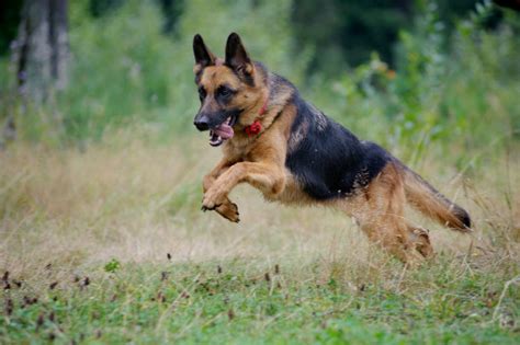 German Shepherd Police Dogs In Action Images And Pictures Becuo