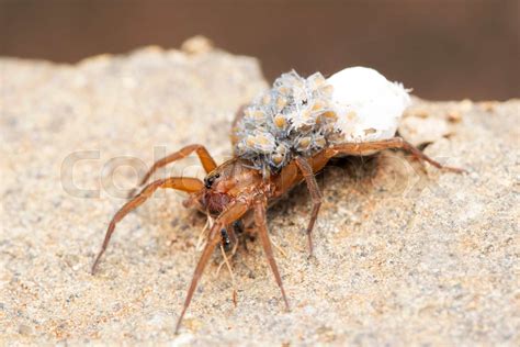 Female Wolf Spider Carrying Her Babies And Egg Sack Pardosa Milvina