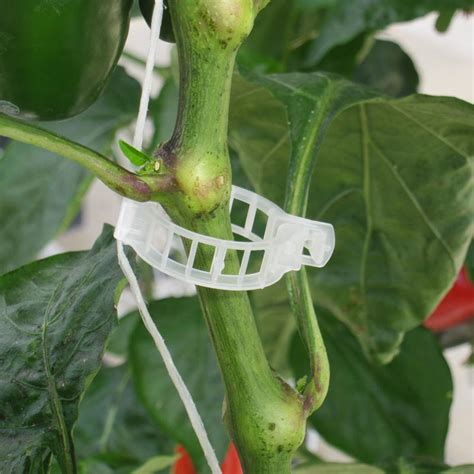 Everything You Need To Know About Tomato Clips Greenhouse Blog