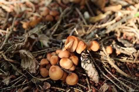 Little Mushroom Under The Pine Tree Mushroom Hunting And