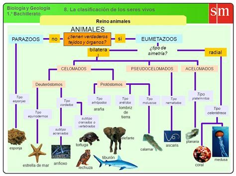 34 Mapa Conceptual Del Reino Animal Con Sus Caracteristicas Tips The