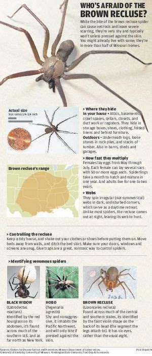 Extreme Case Of Brown Recluse Spiders Drives Owners From Weldon Spring Home