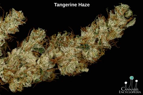 Tangerine Haze X 1987 Hash Plant X Gorilla Glue 4 Rootseller Seeds