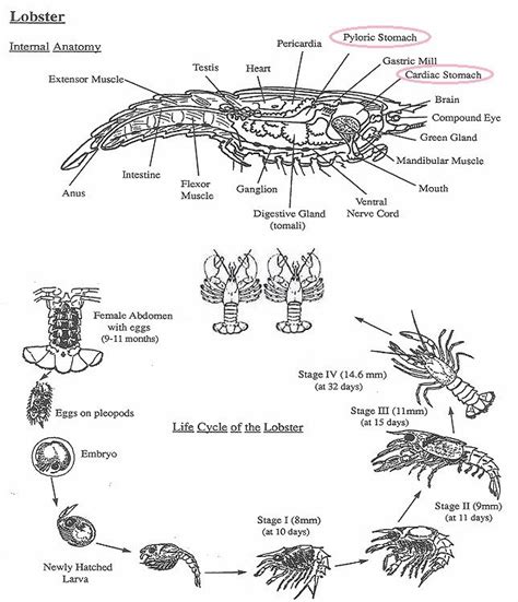 Diagram Of The Life Cycle Of Lobsters