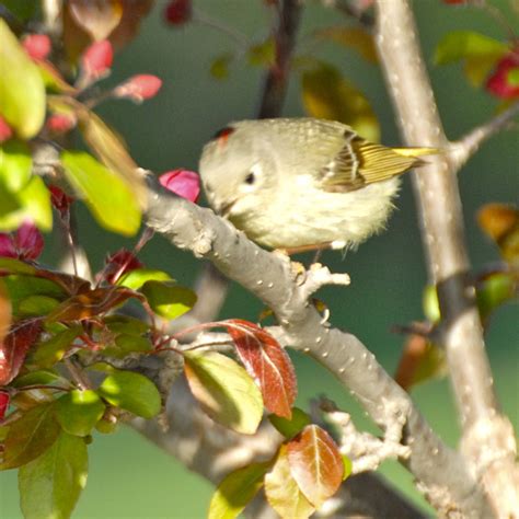 Savoring Servant Ruby Crowned Kinglet