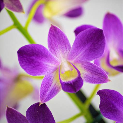 Dendrobium Orchid Sanook Purple Delivery In Netherlands By