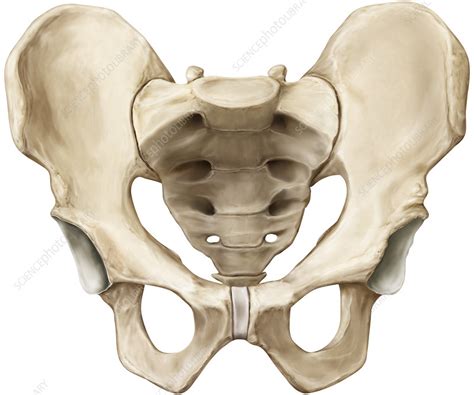 Pelvis Illustration Stock Image C0391727 Science Photo Library