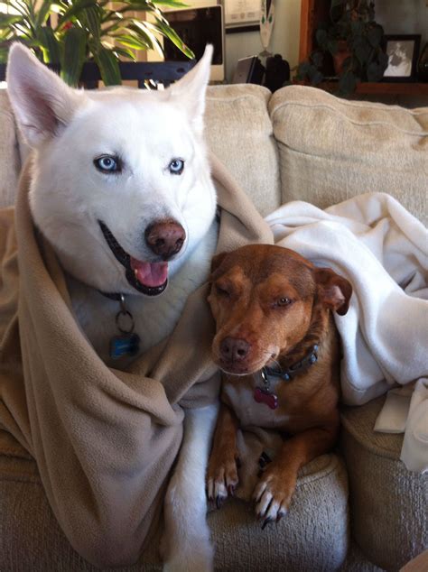 Bffs Sampson And Stella Animals Animal Crackers Labrador Retriever