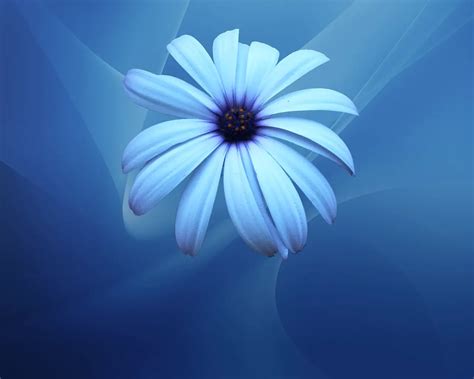 Blue Flowers Wallpapers Page 12955 Movie Hd Wallpapers