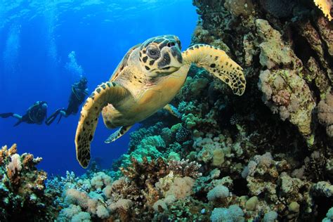 Hawksbill sea turtle distribution, habitat, and ecology. Endangered Species - Kids Discover