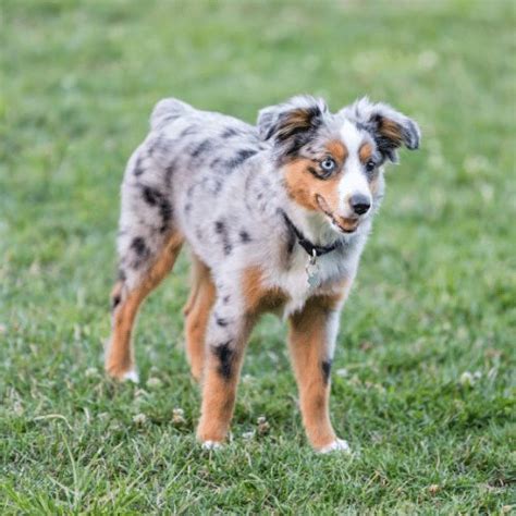 Mini Aussie Colors Merle Solid Colored And More