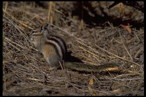 Least Chipmunk Small Mammals Of California · Inaturalist