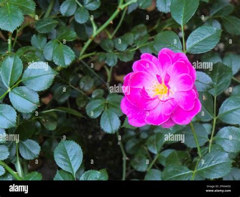 Rosa Multiflora Hi Res Stock Photography And Images Alamy