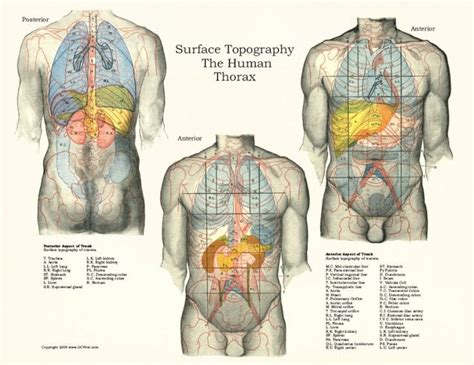 Anatomy Human Body Diagram