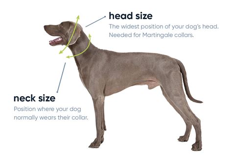 How To Measure Dog For Martingale Collar What You Need To Know About