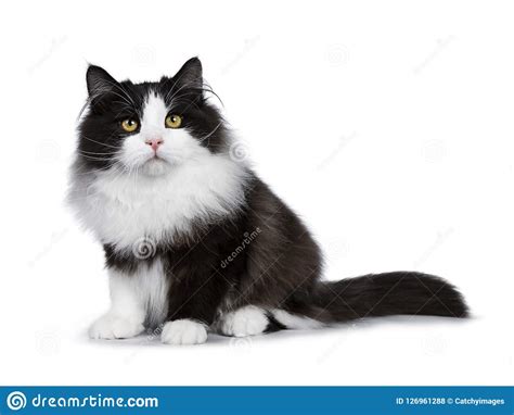 In the past, people often named their cat based on the color of their fur. Adorable Black Smoke Siberian Cat Isolated On White ...