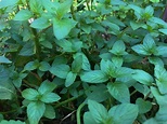 PEPPERMINT: How To Grow, Use and Enjoy - You Make it Simple
