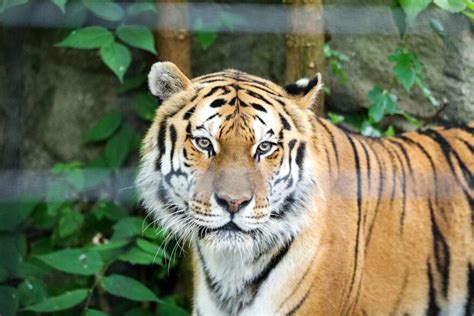 Amur Tiger Euthanized After Suffering Age Related Disease Wkar Public