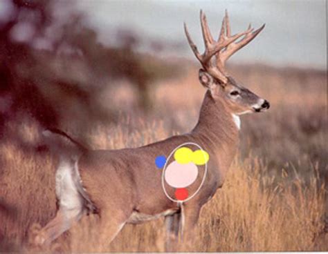 Olman Outdoors Shot Placement And Selection For Deer Hunters