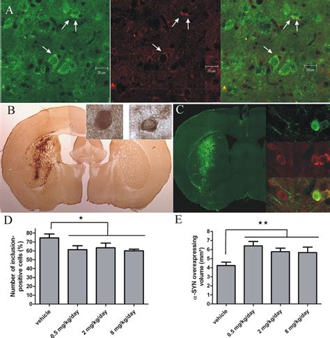 Fk506 Treatment Reduces Syn Aggregation And Neurodegeneration In Mouse