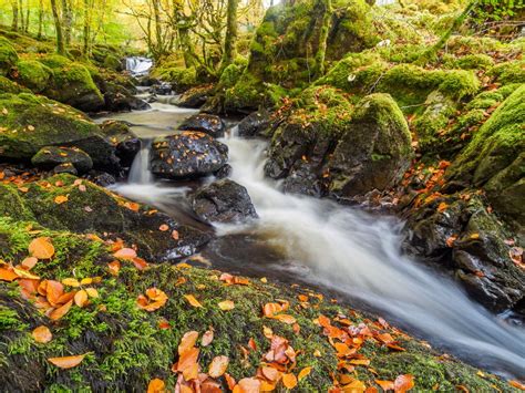 Wallpaper Stream Moss Autumn Leaves Free Pictures On Fonwall